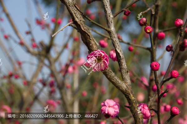 梅花,臘梅