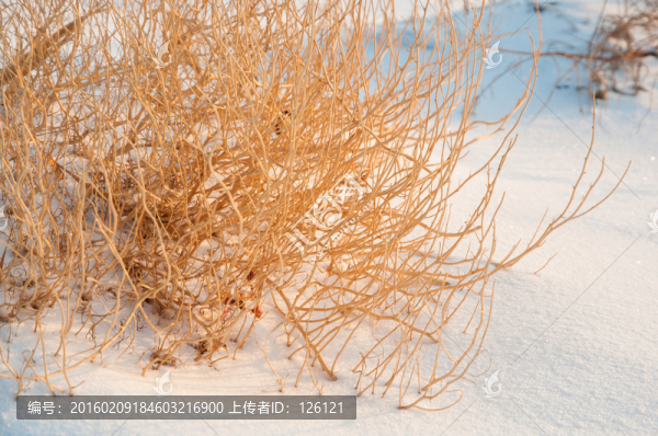 戈壁灘雪景