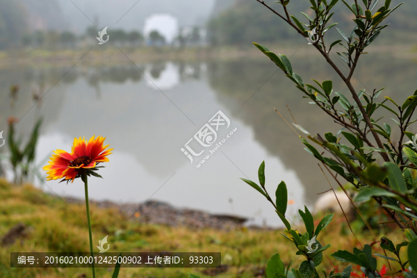 菊