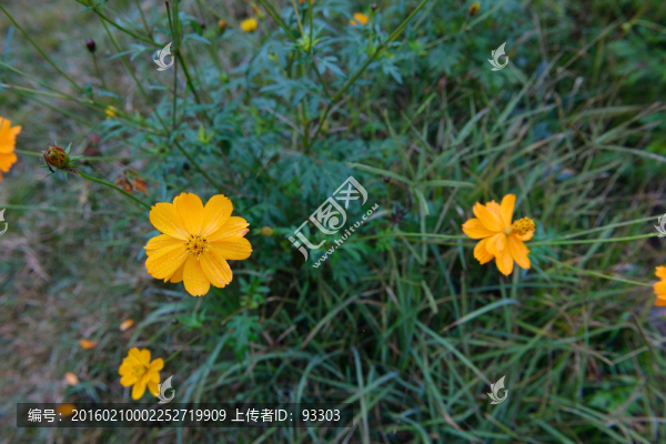 小黃花