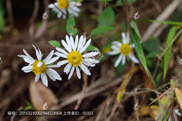 雛菊