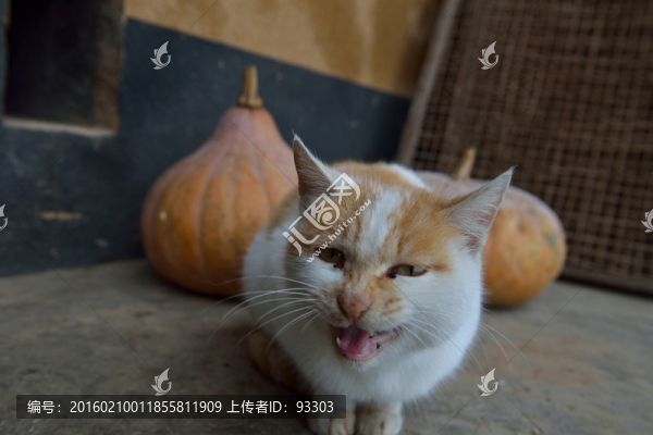 貓