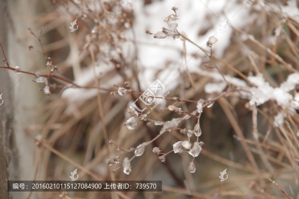 雪中即景