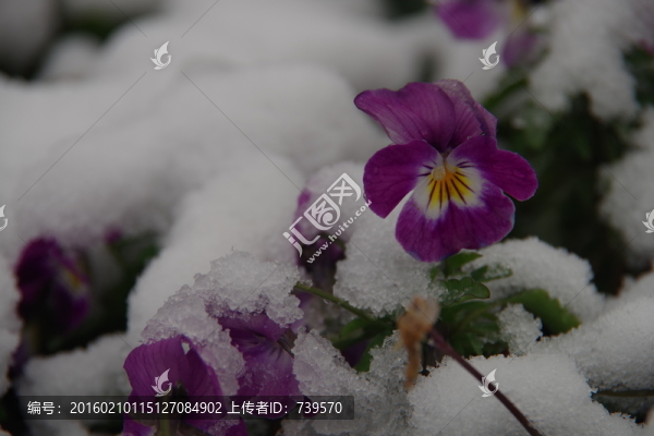 雪中的花