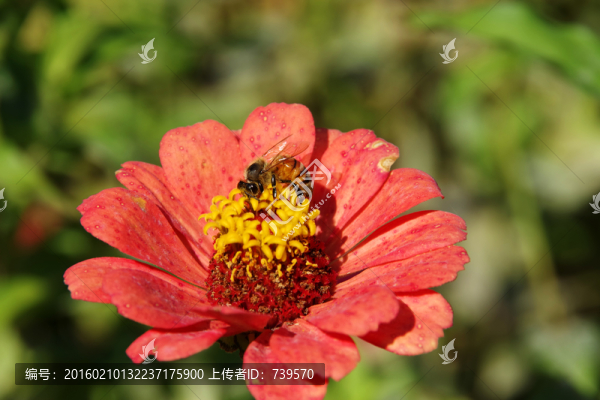 小蜜蜂
