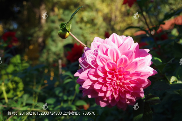 大麗花