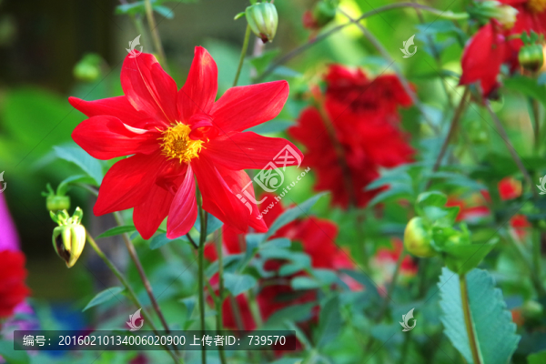 紅菊花