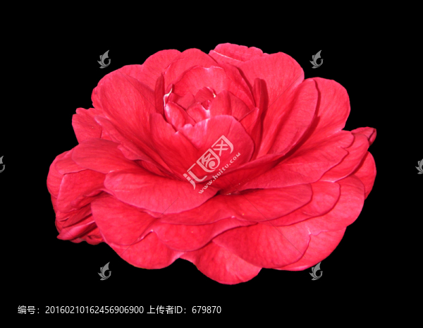 紅山茶