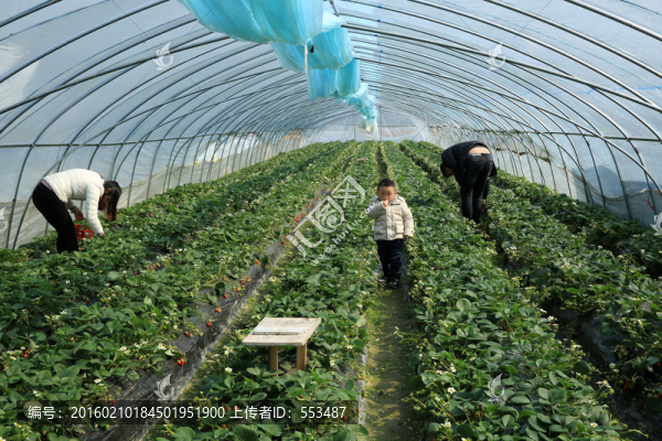 草莓大棚