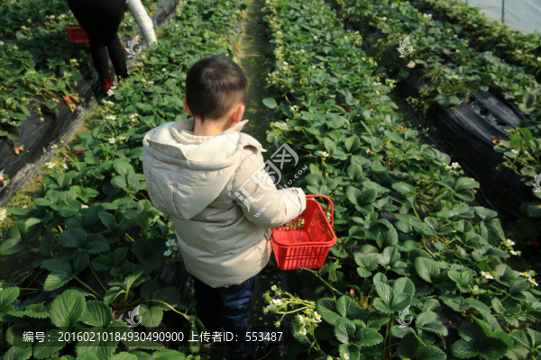 草莓大棚