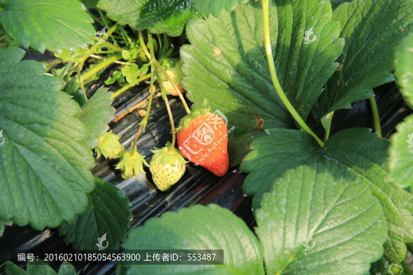 草莓