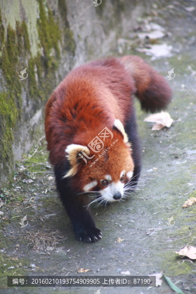 小熊貓