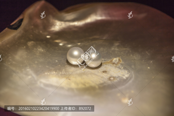 白珍珠,殼,圓