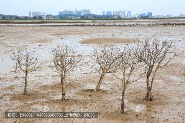 海邊枯樹