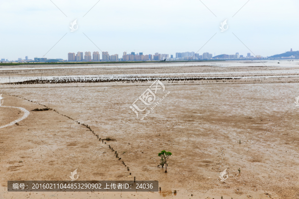 海濱淺灘,紅樹林,樹苗