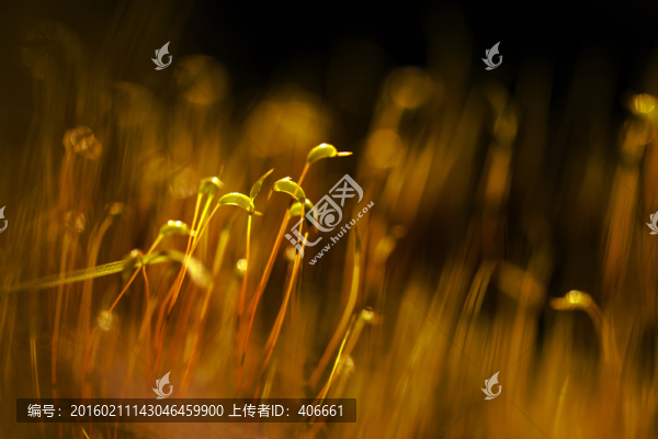 青苔