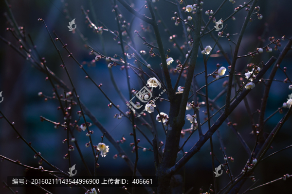 寒梅