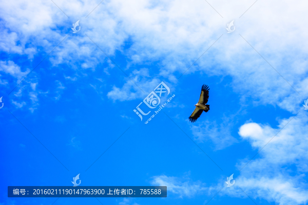 鷹擊長空
