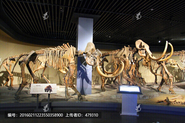 大慶,博物館,動(dòng)物標(biāo)本,猛犸象