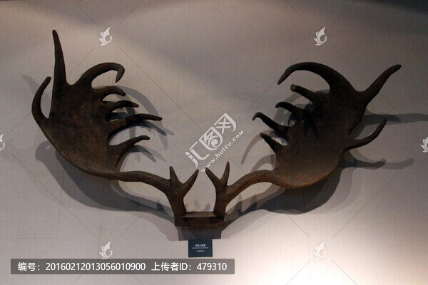 鹿角,大角鹿,動物骨骼,化石