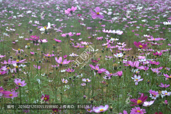 波斯菊