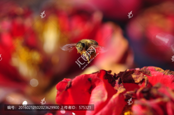 殘花之美