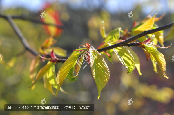 春芽