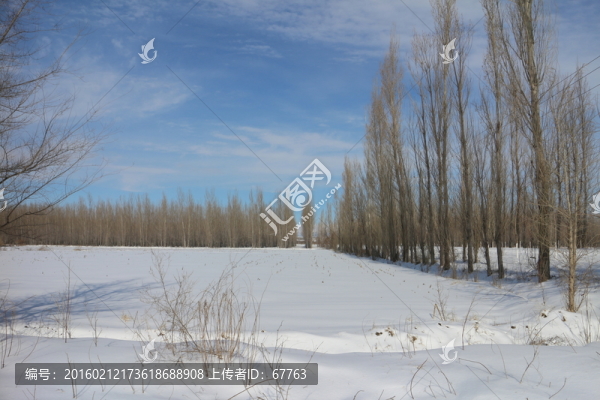 雪景樹林