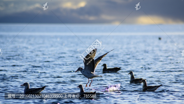 海鷗