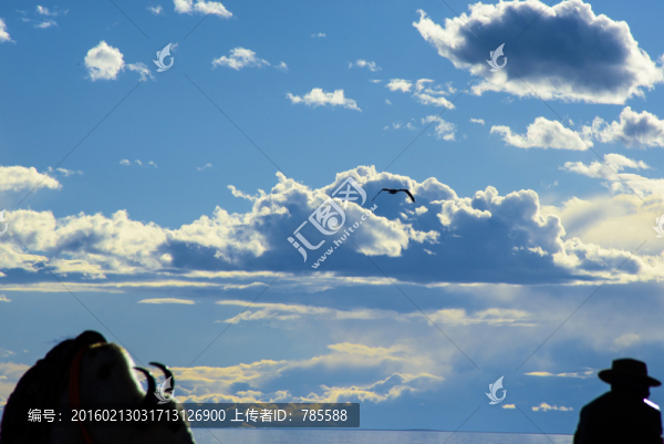牦牛,藏民,海鷗