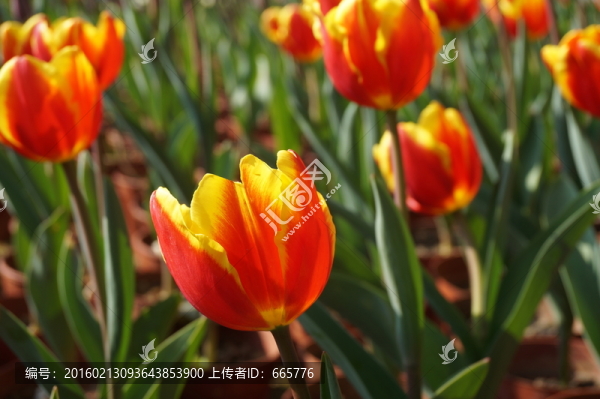 郁金香