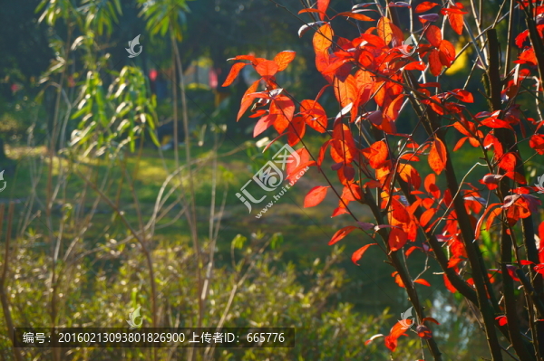 紅楓