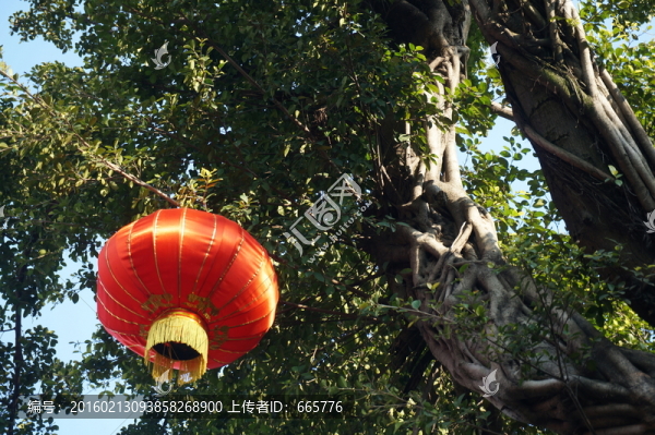 榕樹
