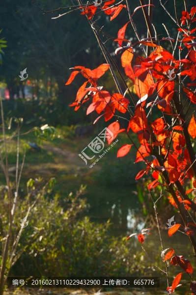 紅楓
