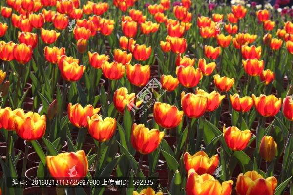 郁金花