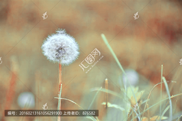 蒲公英