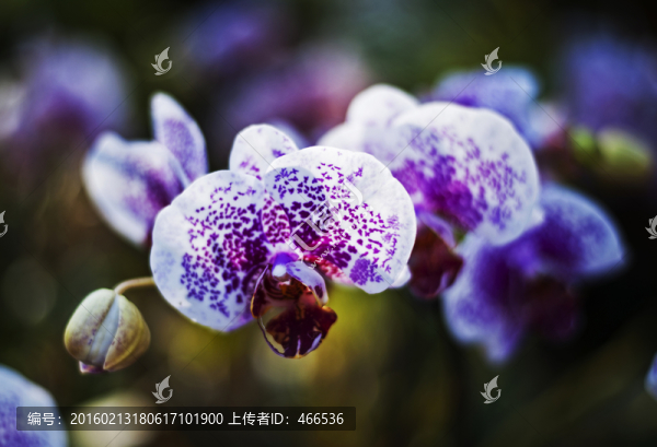 蝴蝶蘭