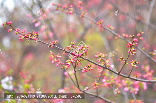 櫻花