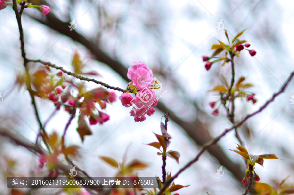 櫻花