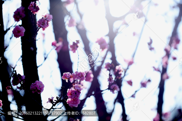梅花
