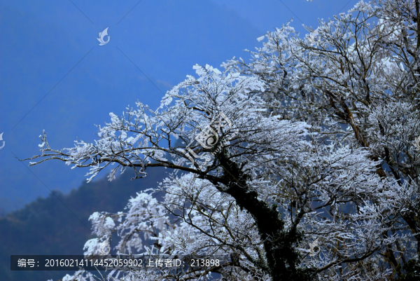 風(fēng)雪,樹枝