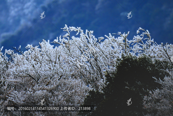 寒雪