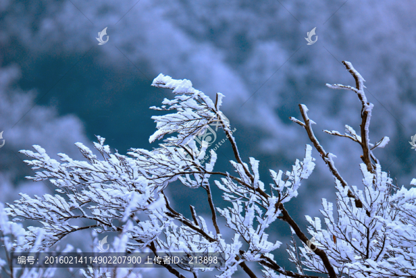 雪景