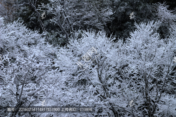 雪松