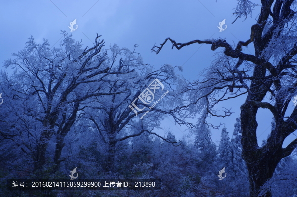 森林,冬天