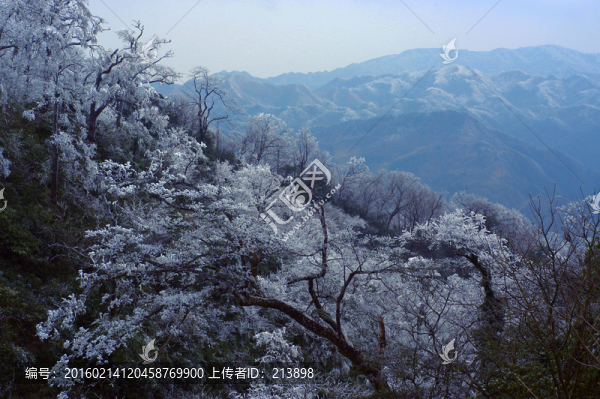 冬雪