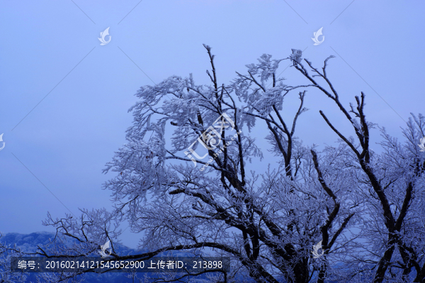樹枝雪景