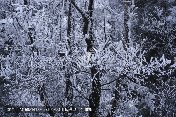 雪樹(shù)