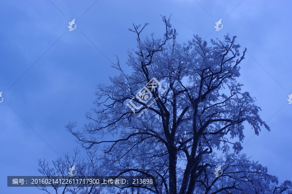 雪樹(shù)