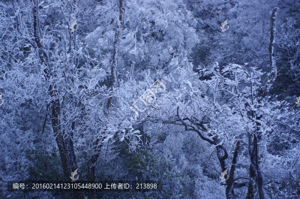 南方雪景